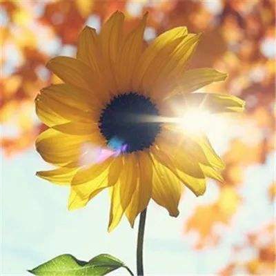 穿越之锦绣缘h5下载